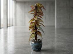Alocasia Prydnadsväxt
