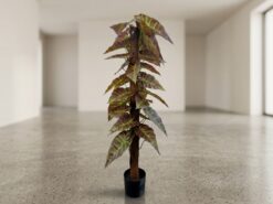 Alocasia Prydnadsväxt