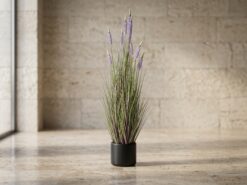 Lavendel Prydnadsväxt