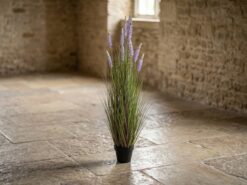 Lavendel Prydnadsväxt