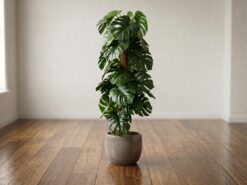 Monstera Prydnadsväxt