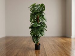 Monstera Prydnadsväxt