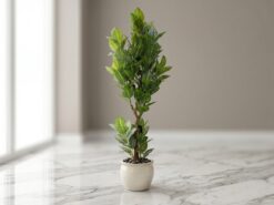 Zebra Prydnadsväxt