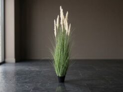 Pampas Prydnadsväxt