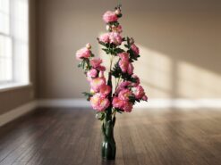 Rosa Pion Prydnadsväxt